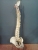 Modelo anatómico de columna vertebral con pelvis