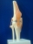 Modelo anatómico de rodilla